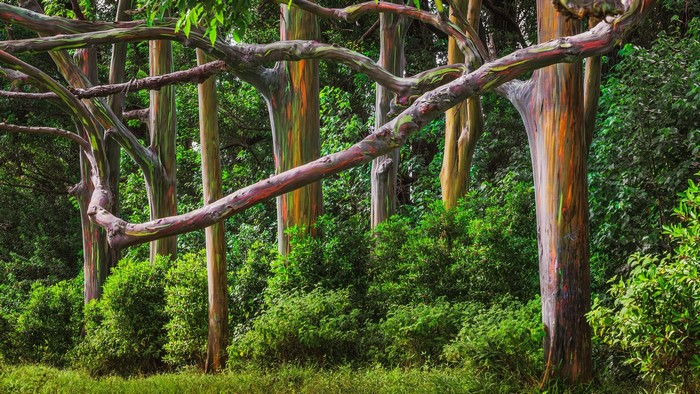 Rainbow Eucalyptus trees in a forest