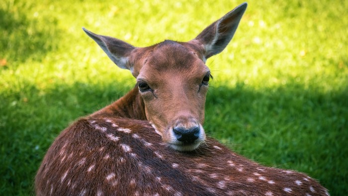Fawn with white spots lying on grass