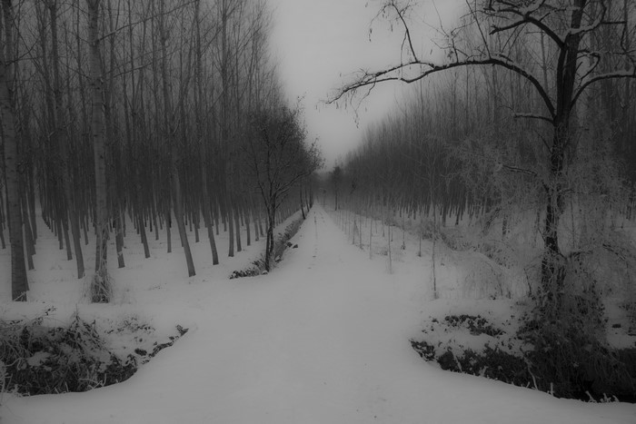 Monochrome winter scene with snow-covered trees and path