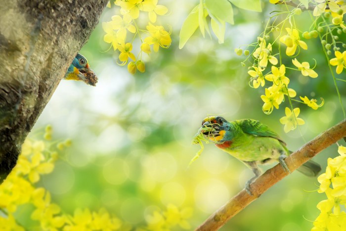 Two colorful birds with food near yellow flowers