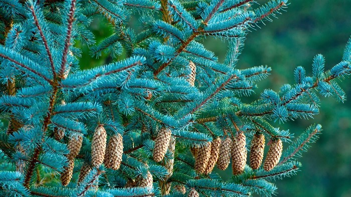 Blue spruce tree branches with cones