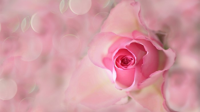 Close-up of a pink rose with bokeh background