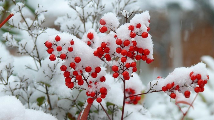 Red berries covered in snow on branches