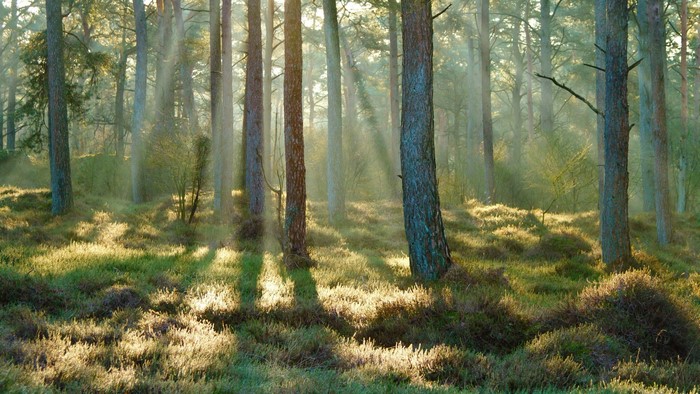 Sunlight filtering through trees in a forest