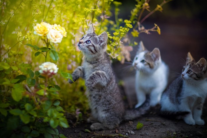 Three kittens playing in a garden with flowers