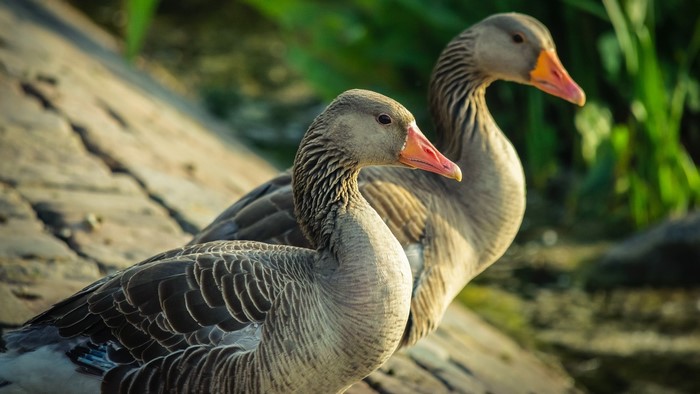 Two geese standing on a rocky shore