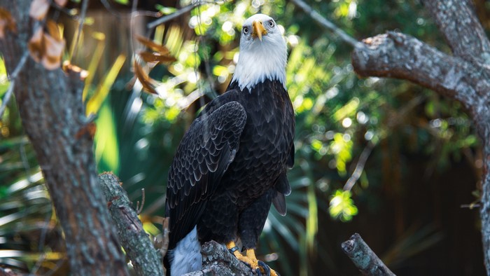 Bald eagle perched on a tree branch