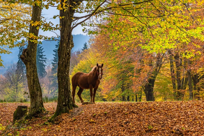 Horse in a Romanian Forest during Fall