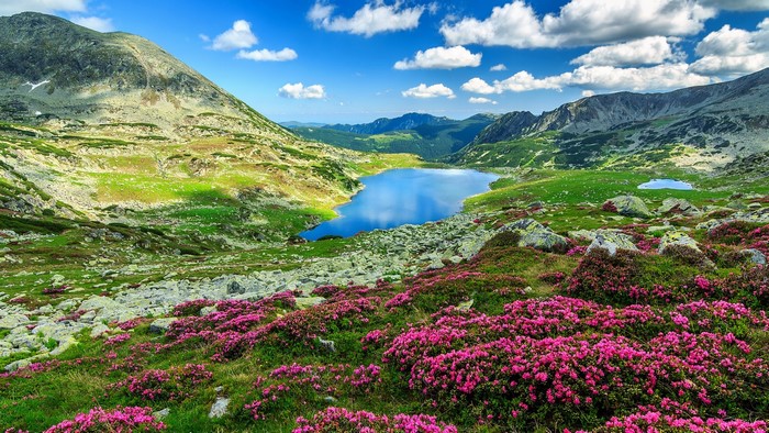Lake and mountains with pink Rhododendron flowers in Romania