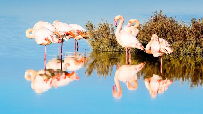 Flamingos standing in shallow water with reflections