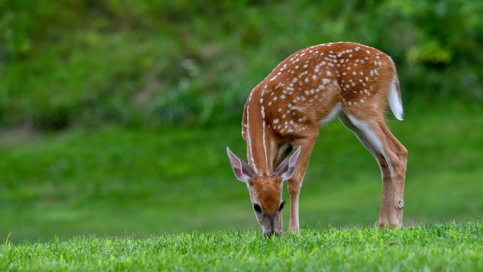 Fawn grazing in a grassy field