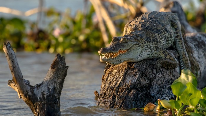 Crocodile resting on a log in water