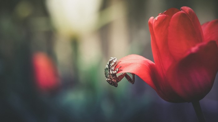 Frog on a red tulip petal