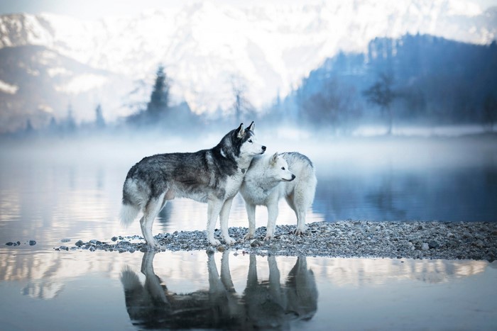 Two husky dogs by a misty lake with mountains