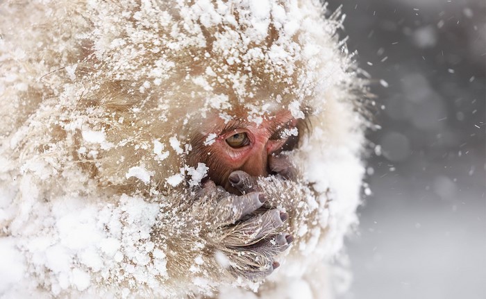Monkey covered in snow