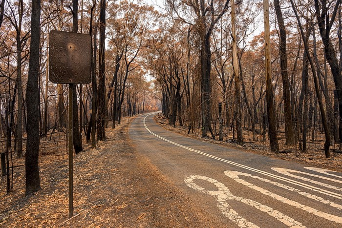 Road through a burnt forest in Australia