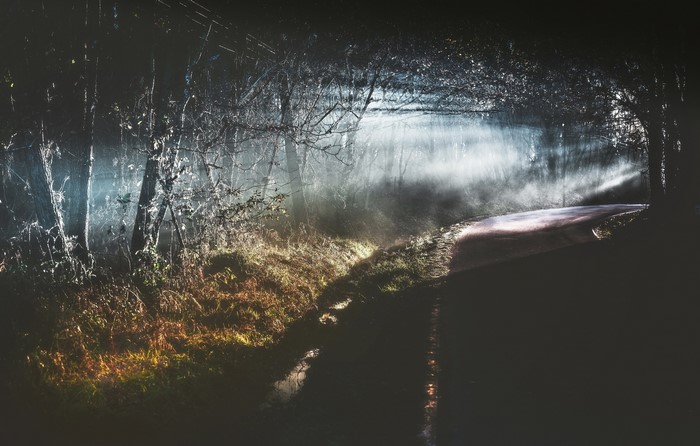 Road through a misty forest at night