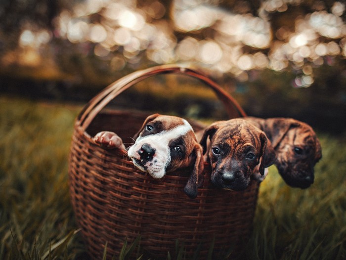 Three puppies in a basket outdoors
