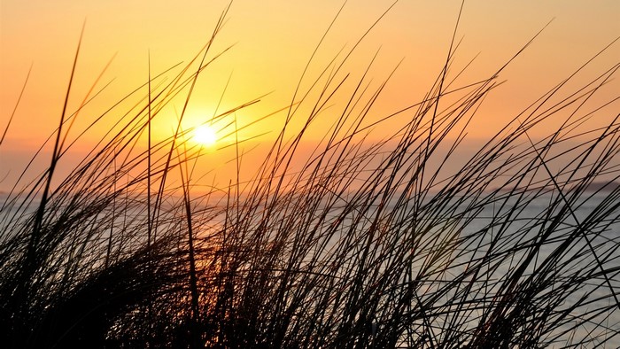 Tall grass silhouetted against a sunset over the water