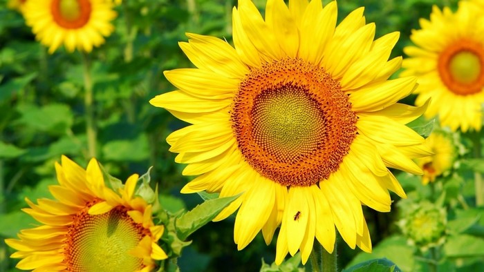 Field of Sunflowers with an Ant