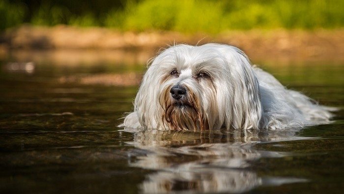 White dog swimming in water