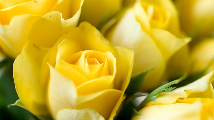 Close-up of yellow roses