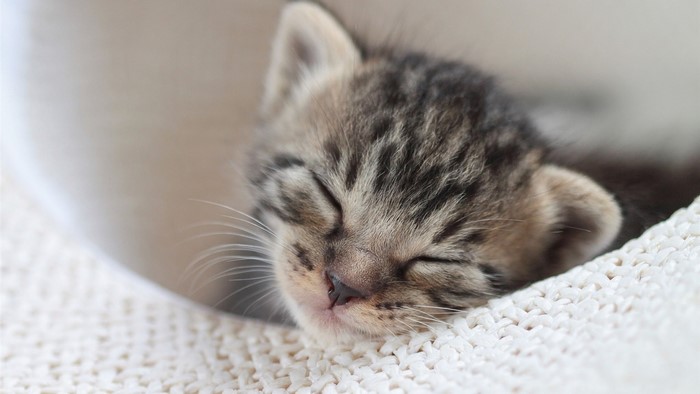 A sleeping tabby kitten on a textured blanket