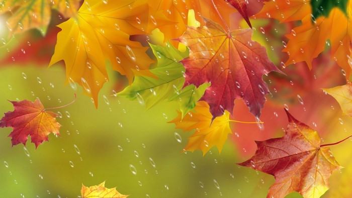 Colorful autumn leaves with raindrops