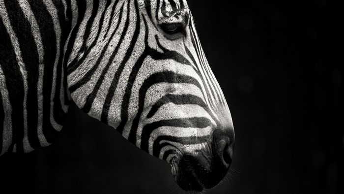 Close-up of a zebra's head with black and white stripes