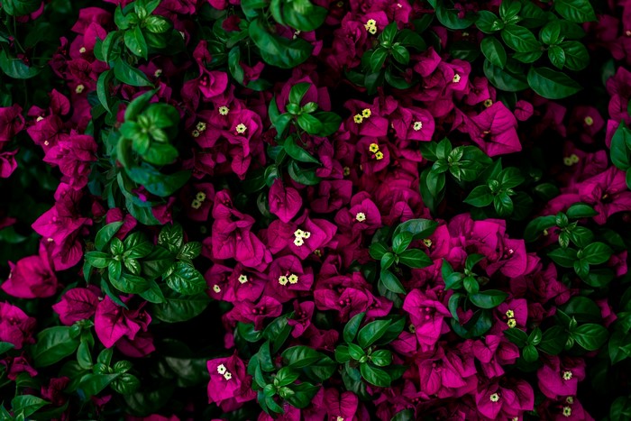 Close-up of vibrant magenta bougainvillea flowers and green leaves