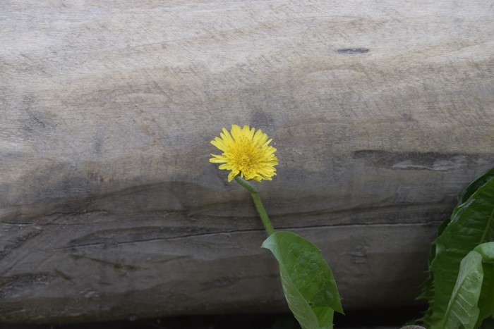Yellow flower on a wooden surface