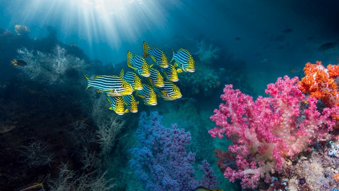 School of Oriental Sweetlips Fish in Coral Reef, Indonesia