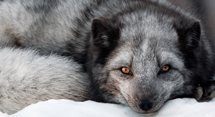 Close-up of an arctic fox resting in snow