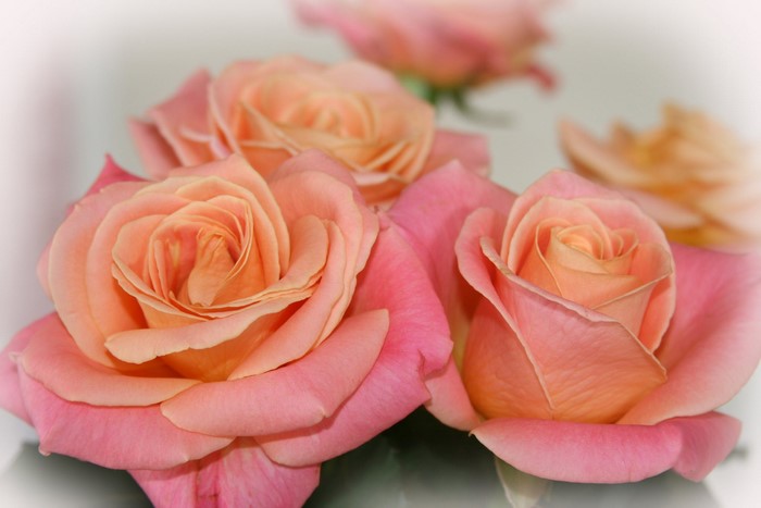 Close-up of peach and pink roses