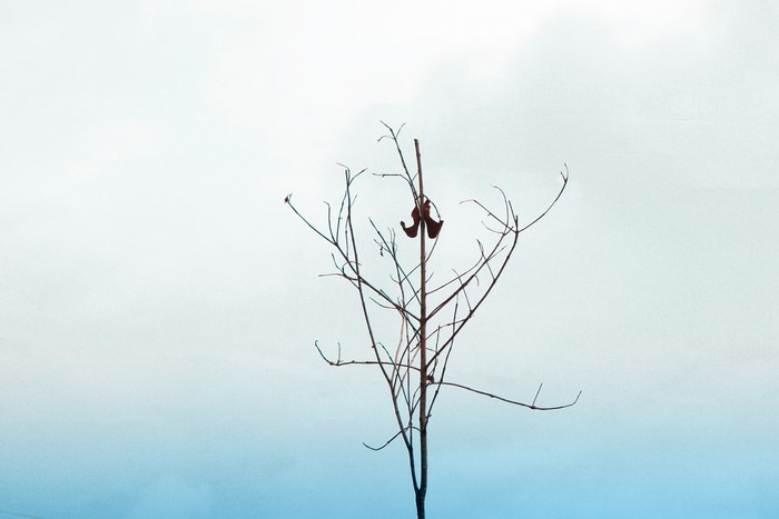 Bare tree with one leaf against a gradient sky