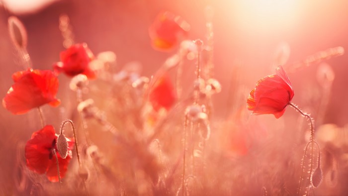 4K sunlight on red poppies in nature