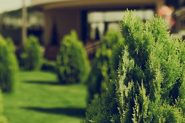 Green bushes and manicured lawn in front of a building