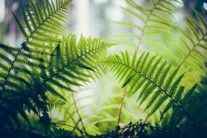 Green ferns in a forest