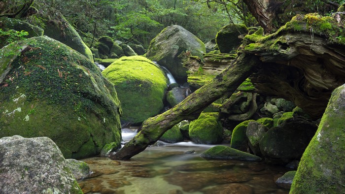 Mossy rocks and a stream in a forest