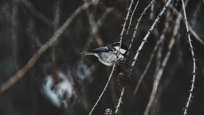 Coal tit perched on a branch with pine cones