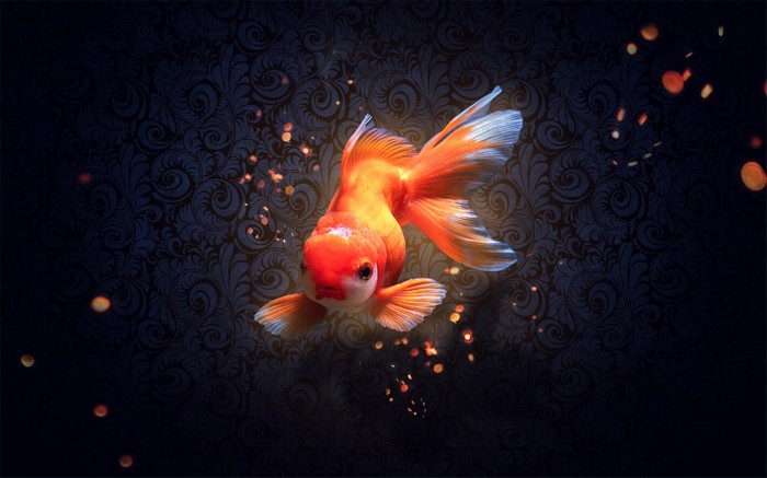 Goldfish swimming in front of a dark patterned background