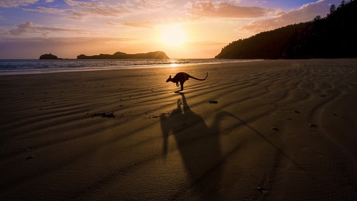 Kangaroo on a beach at sunrise in Queensland, Australia
