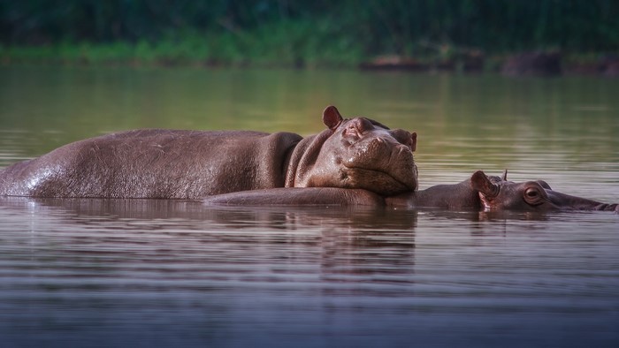 Two hippos resting in a river in Ethiopia