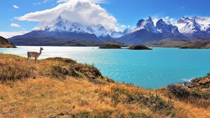 Guanaco in Torres del Paine National Park, Chile
