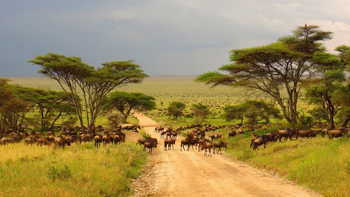 Wildebeest migration on a dirt road in Serengeti, Tanzania