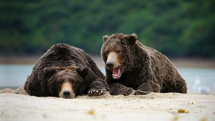 Two grizzly bears resting on a sandy shore