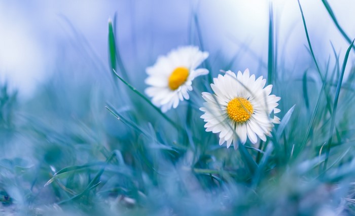 Two white daisies in green grass