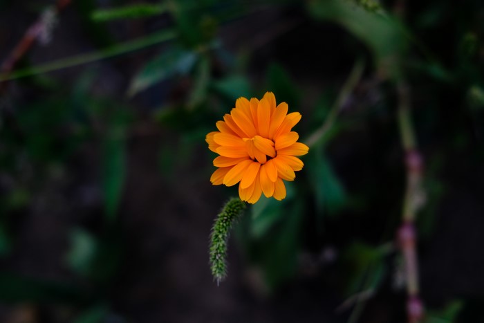Orange flower with green plant in Germany