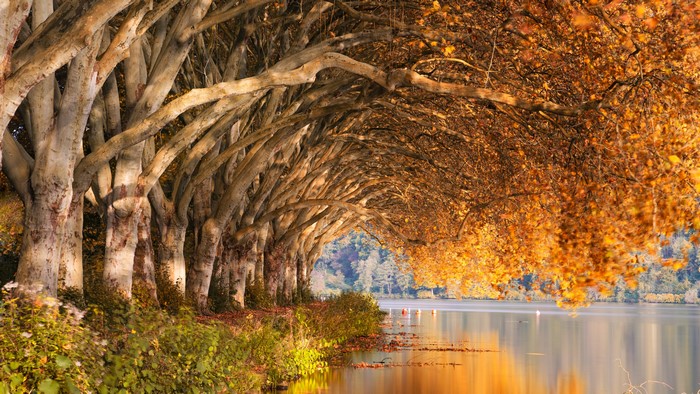 4K fall trees photography nature