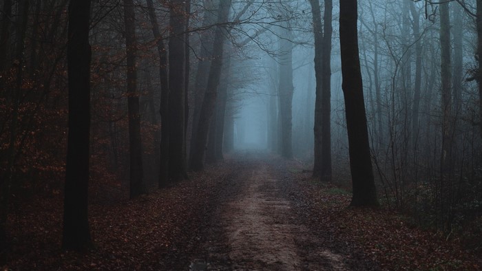 Misty forest path with fallen leaves